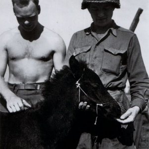 2 Regiment (4 Company) group